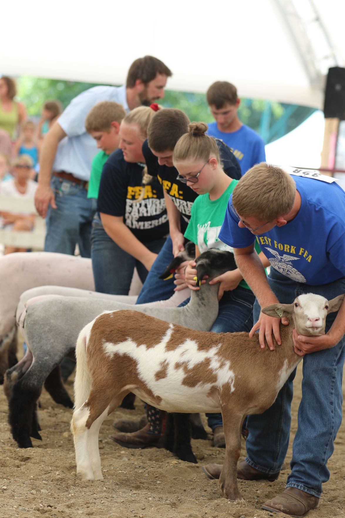 Sheep_5955.JPG